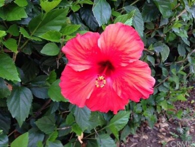Hybiscus grows like a weed in De Luz - You'll need