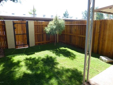 back yard 1
