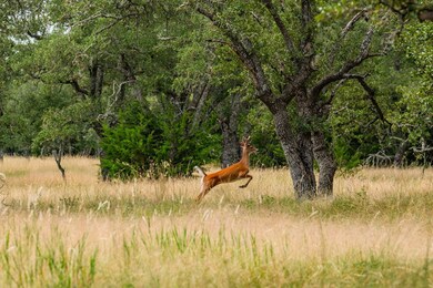 Lot 33 Nott Branch Rd unit 33, Harper, TX 78631 - photo 3