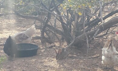 chickens with rabbit