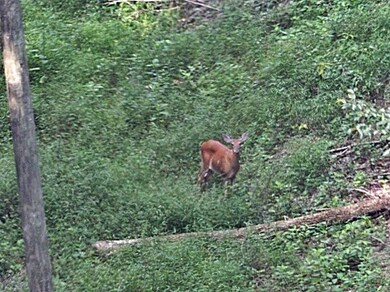 0 Albert Baker Rd, Somerset, KY 42501 - photo 2