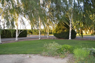 Birch Tree Lined Driveway