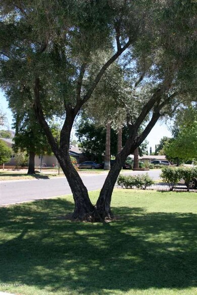 Front Tree