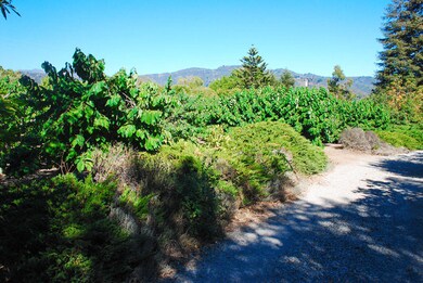 Cherimoya Orchard