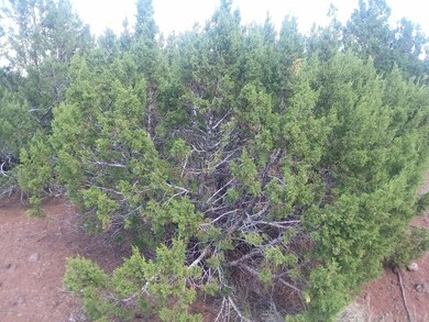 LOT G Powells Ln, Show Low, AZ 85901 - photo 3