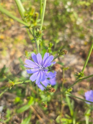 30 Acres Hwy E, Cadet, MO 63630 - photo 5