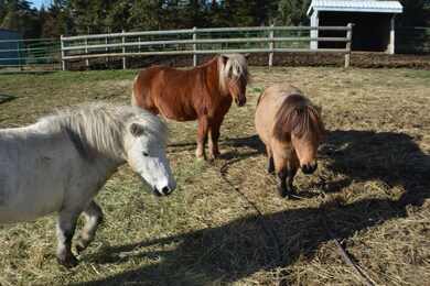 43 Prairie View Way, Kalispell, MT 59901 - photo 4