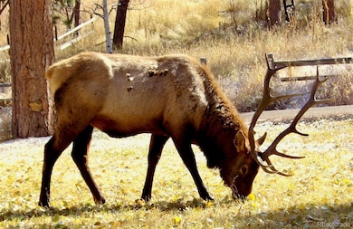 23891 Supai Rd, Indian Hills, CO 80454 - photo 7