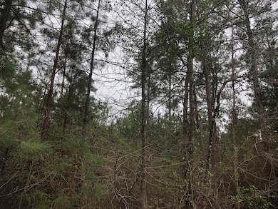 View of nature with a forest view