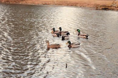 Weir Lake Mallards