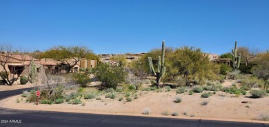 Mature Saguaros