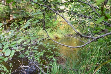 Bounded by Horse Brook
