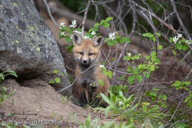 Red_Fox-4155