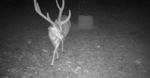 780 Sd 42000, Rocksprings, TX 78880 - photo 4