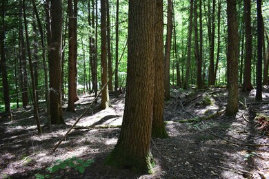 44 Black Bear Rd unit Lot 21 on the recor, Woodstock, NH 03262 - photo 5