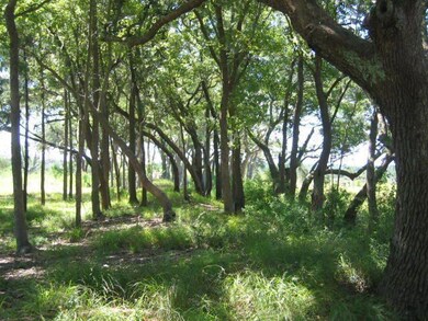 Oak Trees Lining the Left Property Line