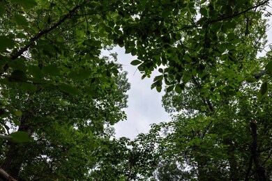 0 Tower Mountain Ln unit 666341, Mount Jackson, VA 22842 - photo 4