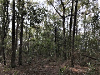 LOT 18 282nd Terrace, Branford, FL 32008 - photo 5