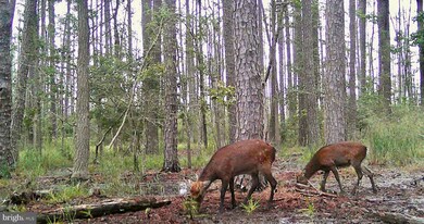 2839 Lakesville Crapo Rd, Church Creek, MD 21622 - photo 5