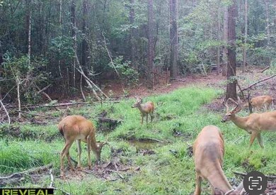 0 Bastonville Rd unit (Tract 14), Gibson, GA 30810 - photo 4