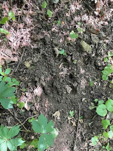 14.14 ac Smock Valley Rd, Browntown, WI 53522 - photo 7