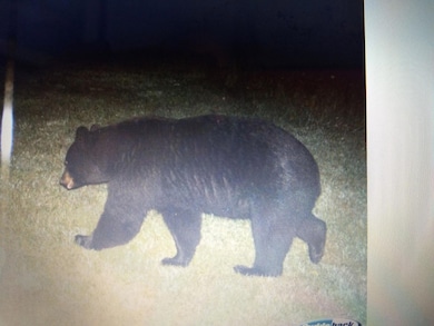 TBD Billy Creek Rd E, Big Falls, MN 56627 - photo 6