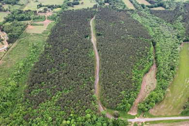 Pine Aerial