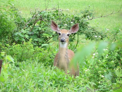Wildlife