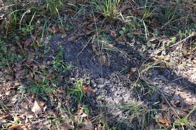 Deer Scrape