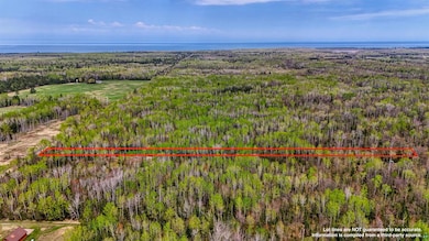 Aerial view of a forest