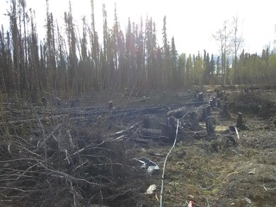 Stumps on Lot