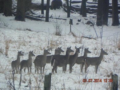 300 C C Hayes Rd, Purlear, NC 28665 - photo 2