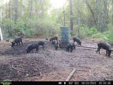 0 County Line Rd unit 18882882, Lee, FL 32059 - photo 4