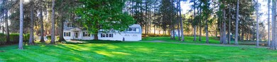Large Gingko Tree in Front Yard
