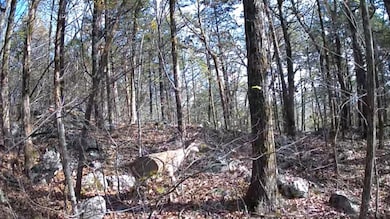 1644 Walker Cove Rd, Sparta, TN 38583 - photo 3