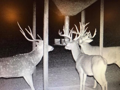 9288 Sutton County Road 406, Sonora, TX 76950 - photo 2