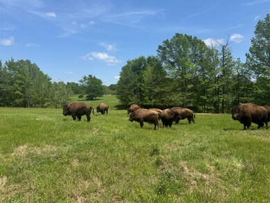 12403 Fm 1975 unit Parcel D, Gilmer, TX 75644 - photo 4