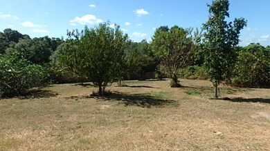Backyard Fruit Trees