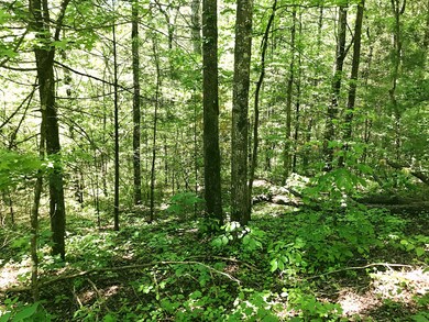 wooded lot