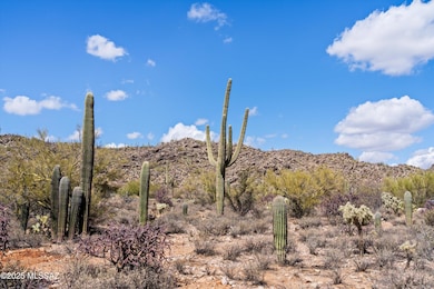 More beautiful saguaros