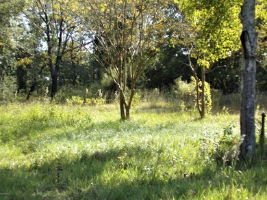 Mandrake yard 3