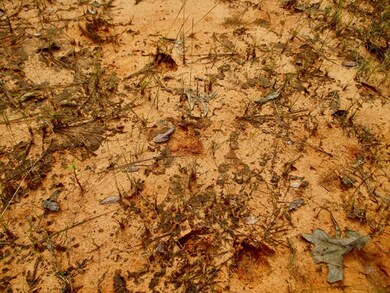 TBD County Road 103, Lafayette Springs, MS 38655 - photo 6