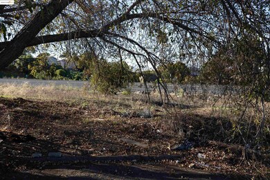 View of local wilderness