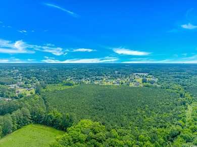 Bird's eye view of a forest