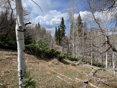 Aspen, pine, and oak trees