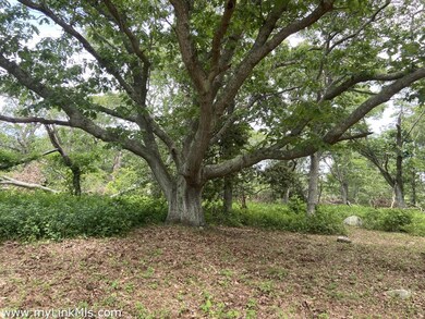 beautiful tree