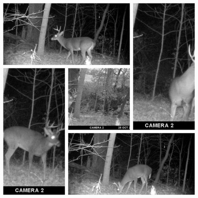 99 Huffman Rd, Harrodsburg, KY 40330 - photo 2