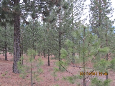 trees on acreage