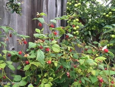 Rasberries at 8200 Wisteria