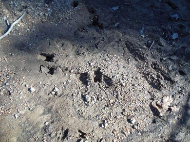 Tracks